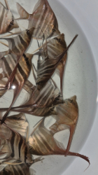 Pterophyllum altum Red - Rio Negro L-XL