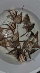 Pterophyllum altum Red - Rio Negro L-XL