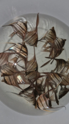 Pterophyllum altum Red - Rio Negro L-XL 