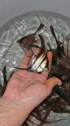 Pterophyllum altum Red - Rio Negro L-XL
