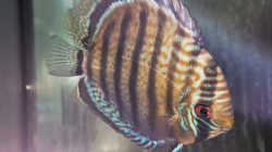 Symphysodon tarzoo "Green Discus - Red spotted" WILD  XXL  