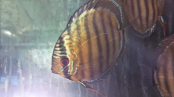 Symphysodon tarzoo "Green Discus - Red spotted" WILD  XXL 