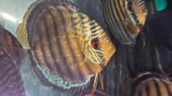 Symphysodon tarzoo "Green Discus - Red spotted" WILD  XXL 