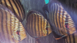Symphysodon tarzoo "Green Discus - Red spotted" WILD  XXL 