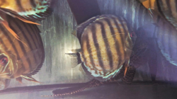 Symphysodon tarzoo "Green Discus - Red spotted" WILD  XXL 