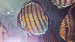 Symphysodon tarzoo "Green Discus - Red spotted" WILD  XXL  