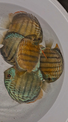 Symphysodon tarzoo "Tefe Green Half Red Spotted Discus" WILD XXL 