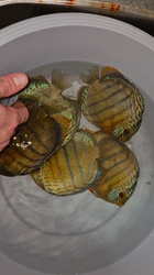 Symphysodon tarzoo "Tefe Green Half Red Spotted Discus" Brasil WILD XXL