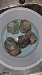 Symphysodon discus "Heckel Blue Face Nhamunda" WILD XXL