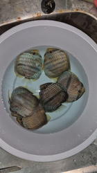 Symphysodon discus "Heckel Blue Face Nhamunda" WILD XXL