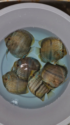 Symphysodon discus "Heckel Blue Face Nhamunda" WILD XXL