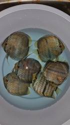 Symphysodon discus "Heckel Blue Face Nhamunda" WILD XXL