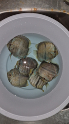 Symphysodon discus "Heckel Blue Face Nhamunda" WILD XXL