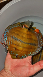 Symphysodon sp. "ICA CROSS Trombetas" Wild XXL  