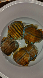 Symphysodon sp. "ICA CROSS Trombetas" Wild XXL  