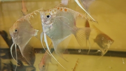 Pterophyllum sp. Essequibo GOLDEN Red Spotted Guyana EU breed NEW M/L 
