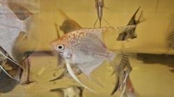 Pterophyllum sp. Essequibo GOLDEN Red Spotted Guyana EU breed NEW L/XL 