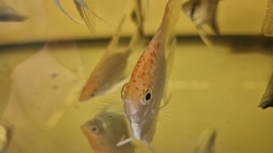 Pterophyllum sp. Essequibo GOLDEN Red Spotted Guyana EU breed NEW M/L 