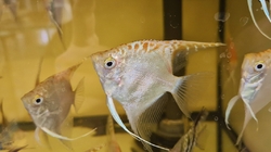 Pterophyllum sp. Essequibo GOLDEN Red Spotted Guyana EU breed NEW M/L 