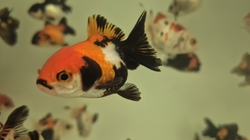 Carassius auratus l.f. Thai Oranda Tricolor Grade AAA CHINA L