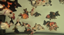 Carassius auratus l.f. Thai Oranda Tricolor Grade AAA CHINA L