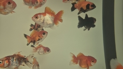 Carassius auratus l.f. Thai Oranda mix CHINA L