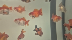 Carassius auratus l.f. Thai Oranda mix CHINA L