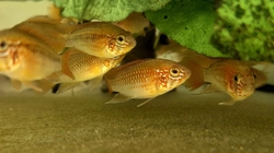 Apistogramma macmasteri red mask - Cichlidka Macmasterova 
