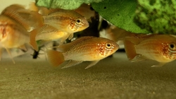 Apistogramma macmasteri red mask - Cichlidka Macmasterova 