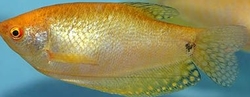 Trichogaster trichopterus 