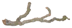 Lucky Reptile Tronchos – korkové větve 40-60 cm (cena za 1 ks)