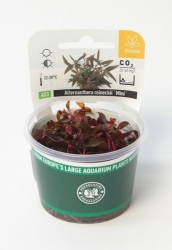 Alternanthera reineckii ´Mini´ In-Vitro *NEU*