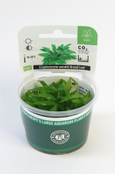 Cryptocoryne wendtii ´Broad Leaf´ In-Vitro *NEU*