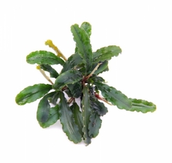 DENNERLE Rostlina Bucephalandra spec. 'Wavy Leaf'