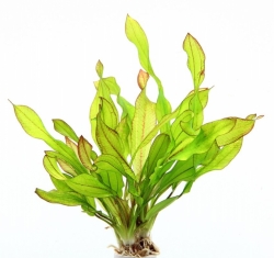 DENNERLE Rostlina Echinodorus 'Green Chamäleon' (VE = 5)