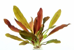 Echinodorus ´Red Chamäleon´ (VE = 5) *NEU*