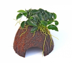 Nano Cave mit Anubias Bonsai