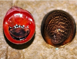 Neritina violacea Red Lip Snail
