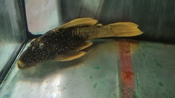 Hypostomus luteus Phase II Wild  XXL Show!!! VERY RARE  