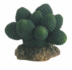 Kaktus Atacama 7 cm