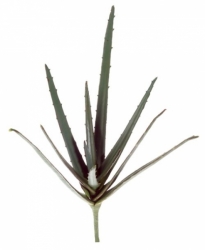 ROSTLINA ALOE 35 cm