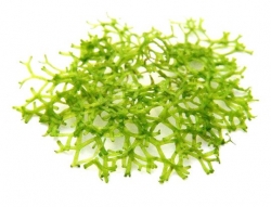 DENNERLE Rostlina Riccia fluitans In-Vitro