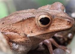 Polypedates otilophus - Létavka ušatá