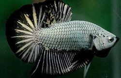 Betta splendens male plakat