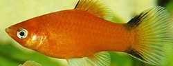 Xiphophorus maculatus - Comet Red  