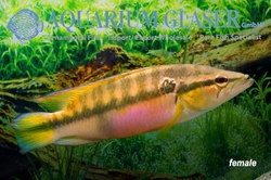 Crenicichla edithae Wild Paraguai XL
