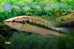 Crenicichla edithae Wild Paraguai XL