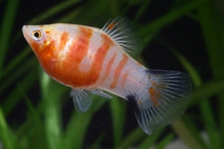 Xiphophorus maculatus - Tiger Red