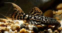 L273 - Pseudacanthicus sp. "Red Titanicus" Wild M