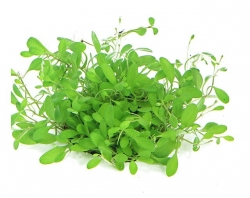 DENNERLE Rostlina Glossostigma elatinoides In-Vitro
